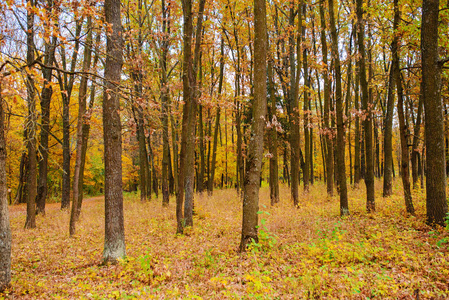 林中五彩树的秋景