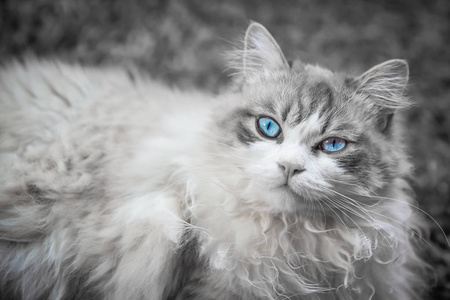 蓝眼睛的卷发猫躺在地毯上