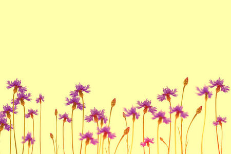 田野矢车菊蓝色的花朵在 summ 的背景上