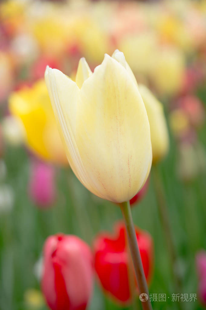 春园盛开的七彩郁金香花