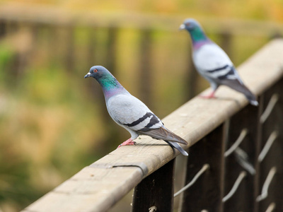 鸽子坐在桥的栏杆上, 在以色列拉草湖岸边