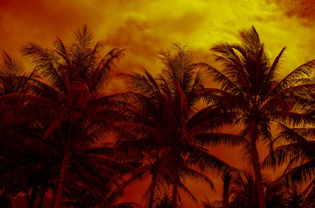 椰子树在热带海岸, 复古色调