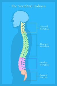 脊柱。所有椎骨颈椎胸腰椎和尾骨。医学教育人体解剖学图表