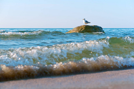 海鸥在海中的石头上, 海鸥独自在波浪上站在一块石头上。