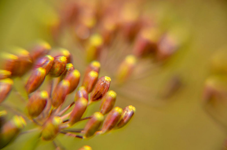 花园里莳萝花特写的虫子