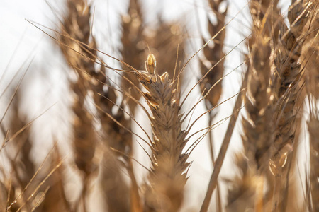 葡萄牙阿尔加维地区栽培干小麦的关闭