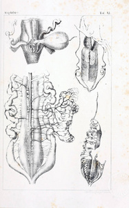 解剖动物。古代插画