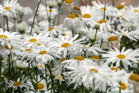 花园里一束白色雏菊的特写视图照片