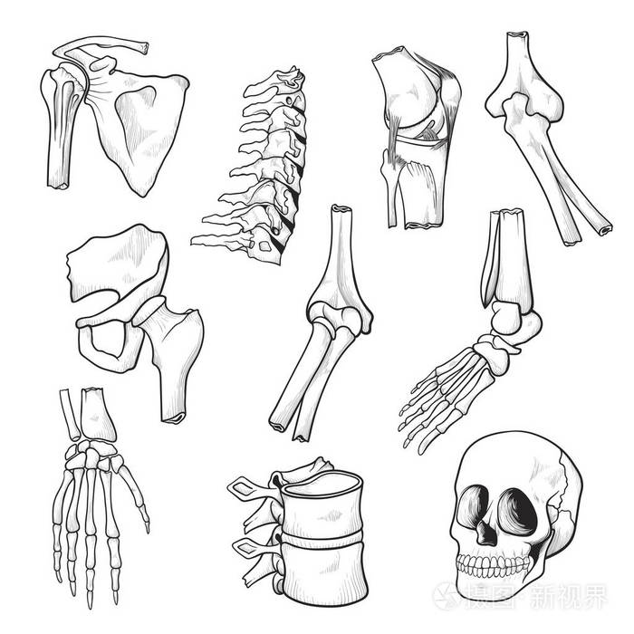 人体骨骼图简笔画图片