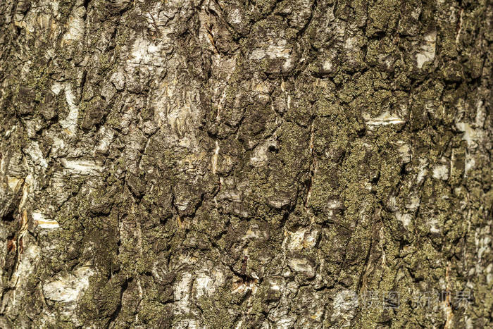 一个古老的地衣覆盖桦树树皮纹理的背景