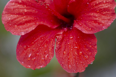 美丽的红芙蓉花与水珠特写图片
