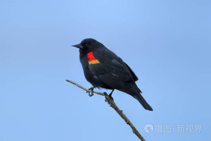 位于爱达荷州豪瑟的一根树枝上的红翅黑鸟(agelaius phoeniceus)