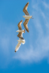 群海鸥在天空中简讯