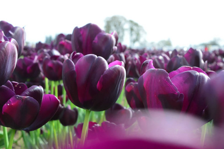 伍德俄勒冈 Woodenshoe 郁金香农场的紫色花束郁金香