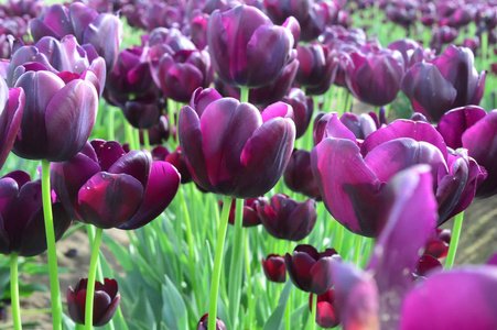 伍德俄勒冈 Woodenshoe 郁金香农场的紫色花束郁金香