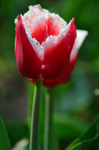 纸牌郁金香在风车岛郁金香花园