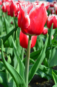 纸牌郁金香在风车岛郁金香花园