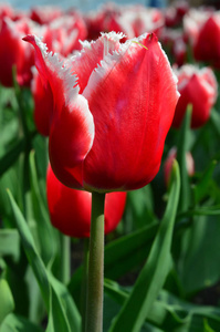 纸牌郁金香在风车岛郁金香花园