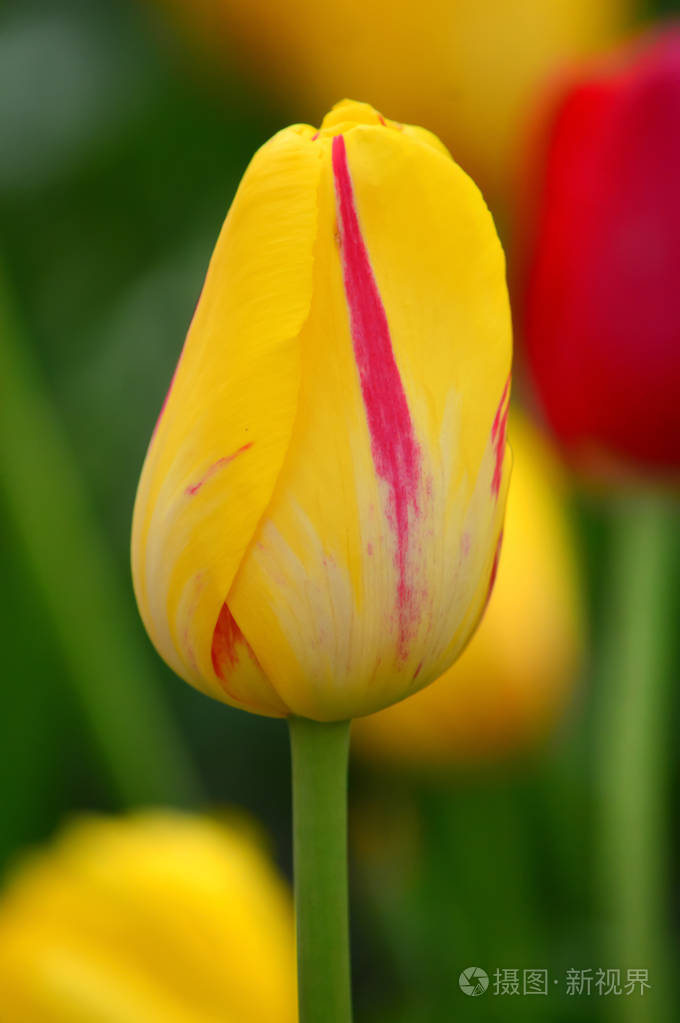在风车岛郁金香花园的弗拉门戈 Tulipss