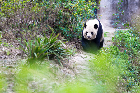 熊猫在成都市动物园图片