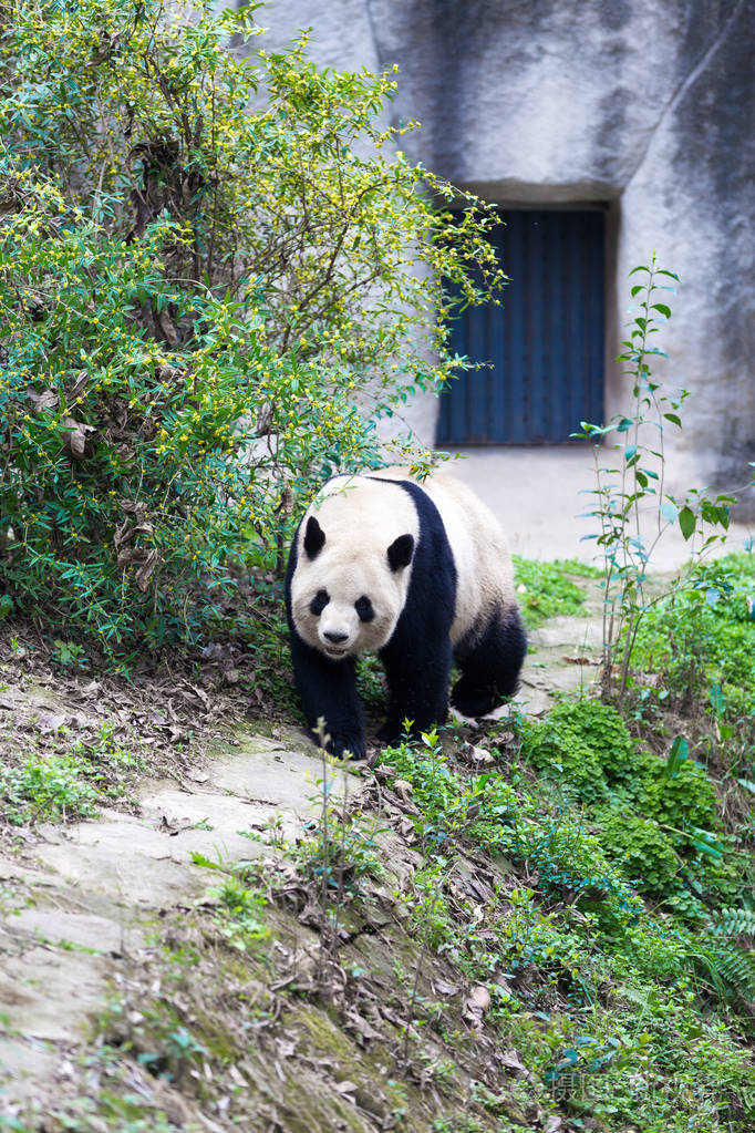 熊猫在成都市动物园