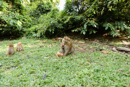 小猴子坐在草地上吃椰子图片