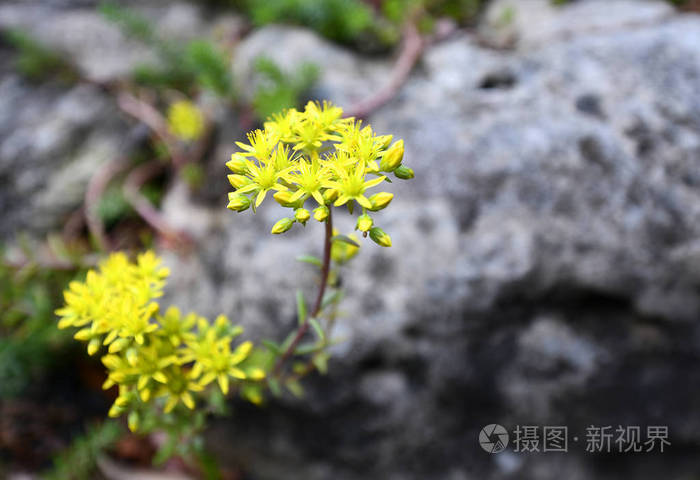 (被子植物) 被子植物的种子繁殖的复杂体