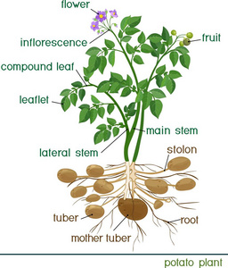 部分植物。标题马铃薯植株形态的研究