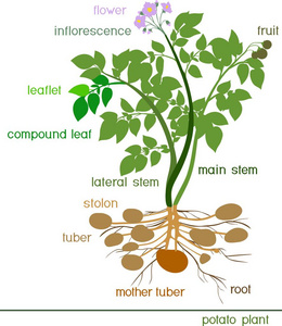 马铃薯植株结构示意图图片