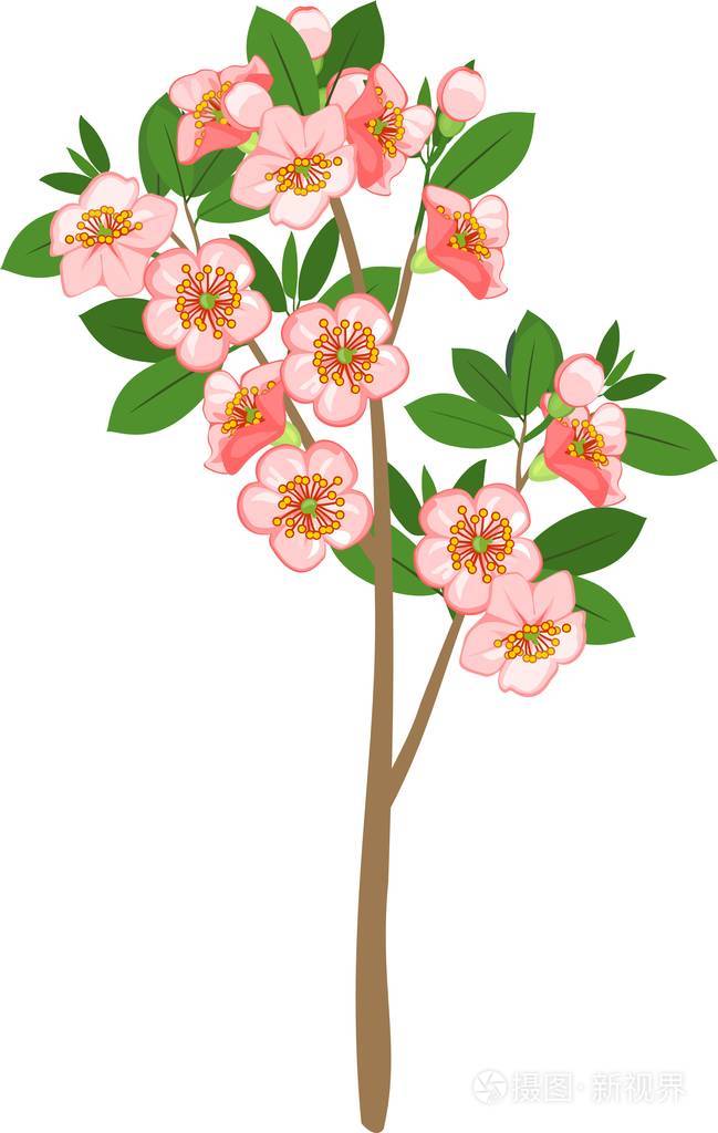 白色背景盛开的樱桃树插画-正版商用图片0umc77-摄图新视界