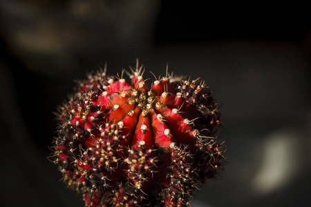 仙人掌 gymnocalycium 植物的美丽自然