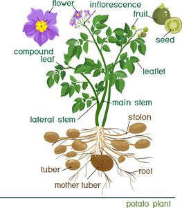 部分植物。标题马铃薯植株形态的研究
