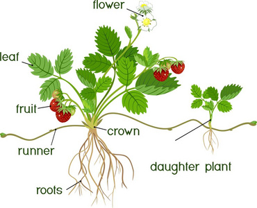 部分植物。园林草莓植物根系花卉果实子植物和标题的形态学研究