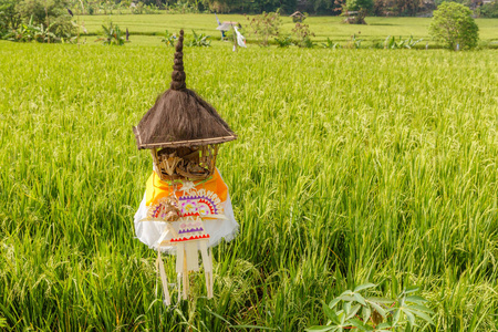 稻田用芦苇茅草坛献祭给 Dewi, 巴厘米母。农村景观。巴厘岛, 印度尼西亚