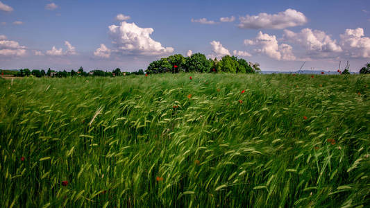 绿色农业领域的景观观, 蓝天白云。克罗地亚, 克罗地亚 Zagorje, 春天, 欧洲