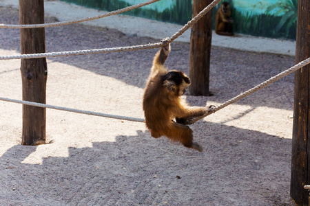 有趣的猴子休息, 玩耍, ea照片