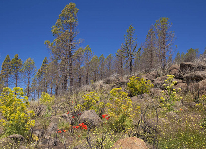 大加那利岛, 2018年6月, 地区在阿拉伯 Cumbres affeced 由野火在 2017年9月, 加那利群岛松树显示疗养