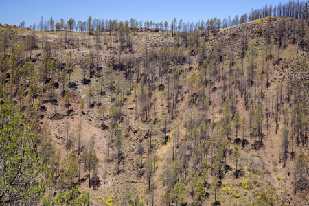 大加那利岛, 2018年6月, 地区在阿拉伯 Cumbres affeced 由野火在 2017年9月, 加那利群岛松树显示疗养