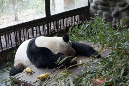 熊猫在成都市动物园图片