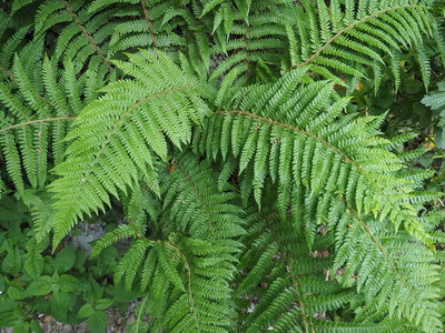 绿蕨 薄囊蕨 植物叶片细节