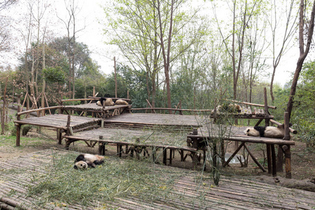 熊猫在成都市动物园
