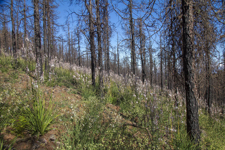 大加那利岛, 2018年6月, 森林地板 inareas 在阿拉伯 Cumbres 受大火影响2017年由开花植物覆盖