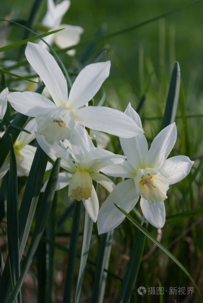 水仙塔利亚 (水仙) 植物在花园开花, 拉脱维亚, 欧洲