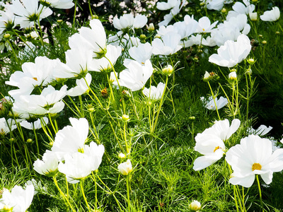 夏季白雏菊田间, 菊花花野生甘菊