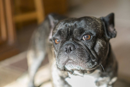 斗牛犬的眼睛图片