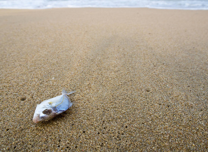 沙滩上的死鱼