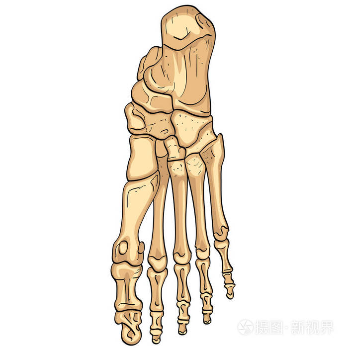 脚的骨头与主要部分标记.从上面, 横向和中间的看法.向量
