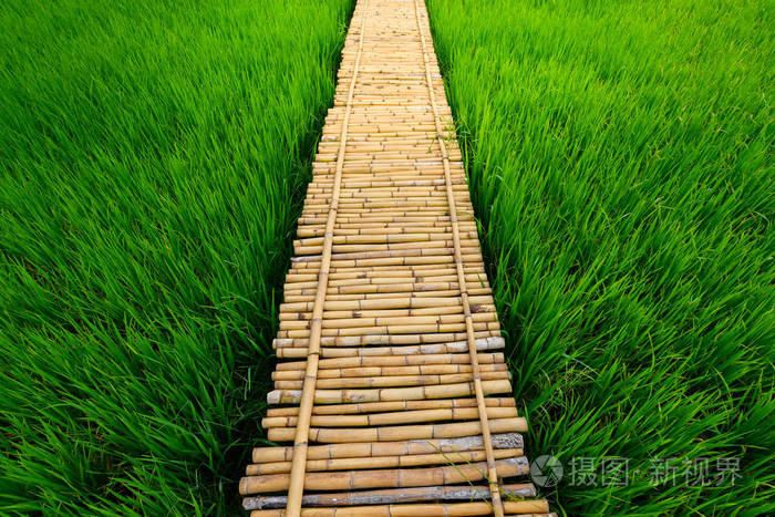 竹桥跨越稻田