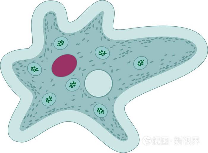 大变形虫结构图图片