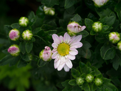 闭上小菊花